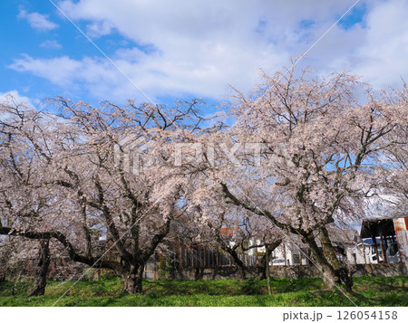 山口市阿東徳佐・徳佐八幡宮の桜並木 126054158