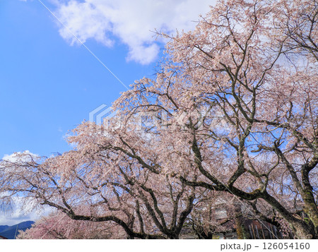 山口市阿東徳佐・徳佐八幡宮の桜並木 山口市阿東徳佐・徳佐八幡宮の桜並木 126054160