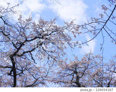 山口市阿東徳佐・徳佐八幡宮の桜並木 126054167