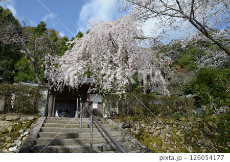 岩屋寺 山門のしだれ桜 京都市山科区 岩屋寺 山門のしだれ桜 京都市山科区 126054177