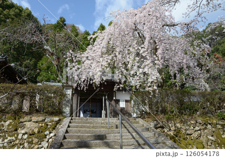 岩屋寺　山門のしだれ桜　京都市山科区 126054178