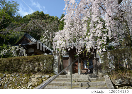 岩屋寺　山門のしだれ桜　京都市山科区 126054180