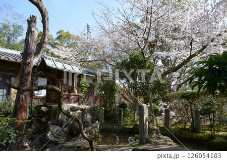 岩屋寺 大石弁財天社の桜 京都市山科区 岩屋寺 大石弁財天社の桜 京都市山科区 126054183