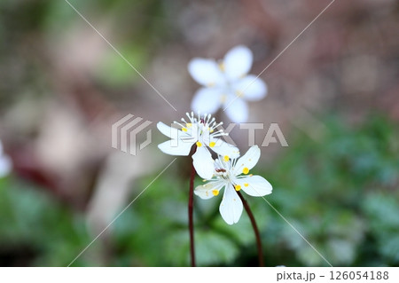 可愛い バイカオウレンの花 可愛い バイカオウレンの花 126054188