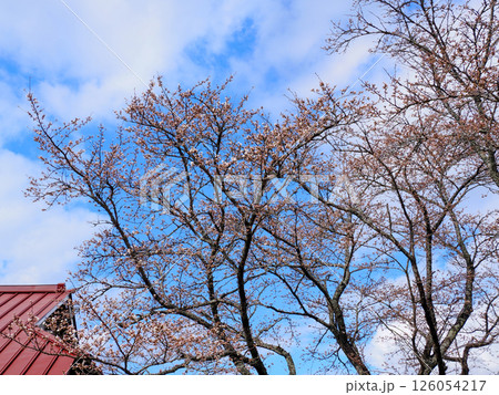 山口市阿東徳佐・徳佐八幡宮の桜並木 126054217