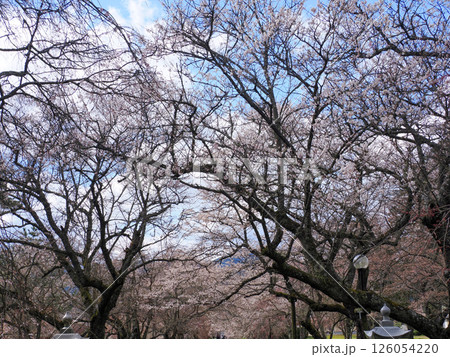 山口市阿東徳佐・徳佐八幡宮の桜並木 山口市阿東徳佐・徳佐八幡宮の桜並木 126054220