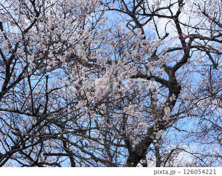 山口市阿東徳佐・徳佐八幡宮の桜並木 山口市阿東徳佐・徳佐八幡宮の桜並木 126054221