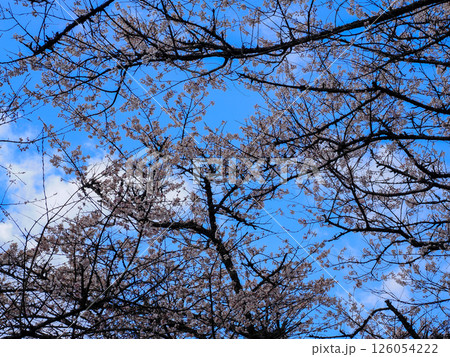 山口市阿東徳佐・徳佐八幡宮の桜並木 山口市阿東徳佐・徳佐八幡宮の桜並木 126054222