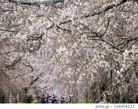 山口市阿東徳佐・徳佐八幡宮の桜並木 山口市阿東徳佐・徳佐八幡宮の桜並木 126054223