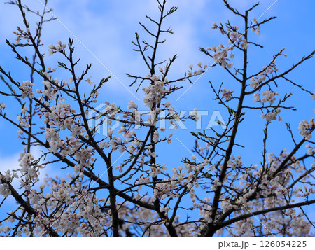 山口市阿東徳佐・徳佐八幡宮の桜並木 山口市阿東徳佐・徳佐八幡宮の桜並木 126054225