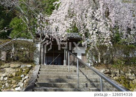 岩屋寺 山門のしだれ桜 京都市山科区 岩屋寺 山門のしだれ桜 京都市山科区 126054316