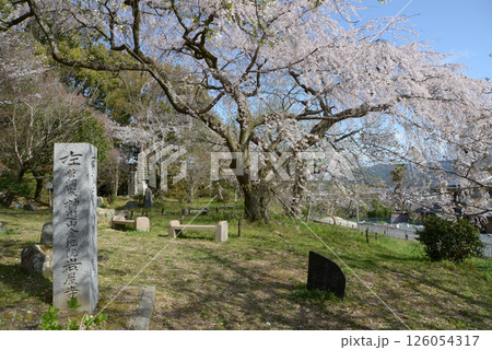 岩屋寺　境内のしだれ桜　京都市山科区 126054317