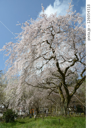 岩屋寺 境内のしだれ桜 京都市山科区 岩屋寺 境内のしだれ桜 京都市山科区 126054318