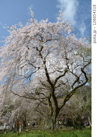 岩屋寺 境内のしだれ桜 京都市山科区 岩屋寺 境内のしだれ桜 京都市山科区 126054319