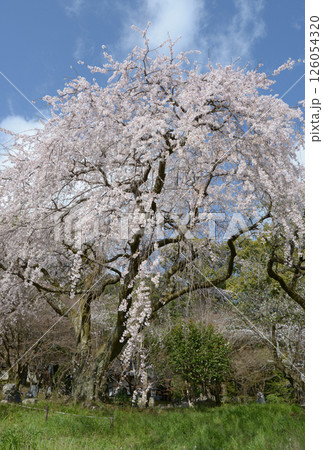 岩屋寺 境内のしだれ桜 京都市山科区 岩屋寺 境内のしだれ桜 京都市山科区 126054320
