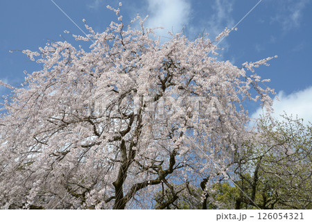 岩屋寺　境内のしだれ桜　京都市山科区 126054321