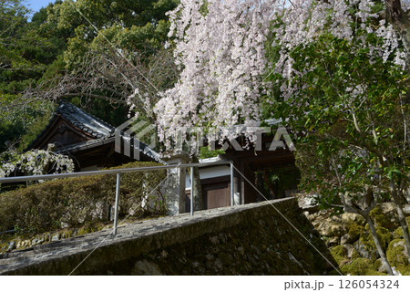 岩屋寺 山門のしだれ桜 京都市山科区 岩屋寺 山門のしだれ桜 京都市山科区 126054324