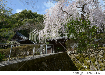 岩屋寺 山門のしだれ桜 京都市山科区 岩屋寺 山門のしだれ桜 京都市山科区 126054325