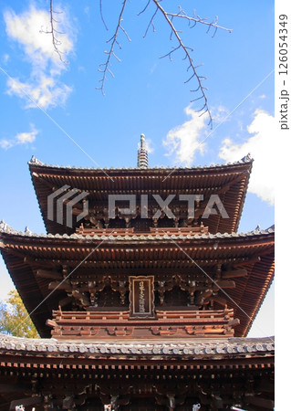 京都幕末とアフロ仏のくろ谷金戒光明寺の紅葉 126054349