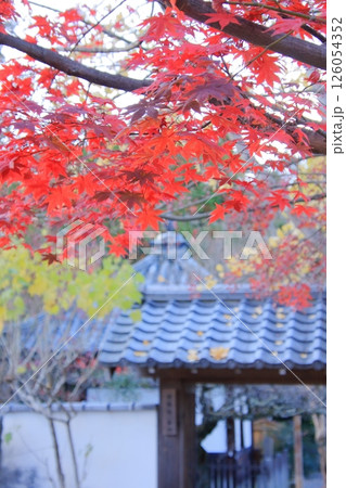 京都幕末とアフロ仏のくろ谷金戒光明寺の紅葉 京都幕末とアフロ仏のくろ谷金戒光明寺の紅葉 126054352