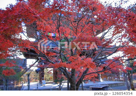 京都幕末とアフロ仏のくろ谷金戒光明寺の紅葉 京都幕末とアフロ仏のくろ谷金戒光明寺の紅葉 126054354