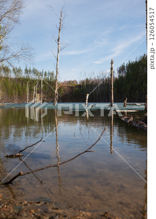 Flooded Forest with Birch Trees and Melting Ice on Lake in Spring Flooded Forest with Birch Trees and Melting Ice on Lake in Spring 126054517