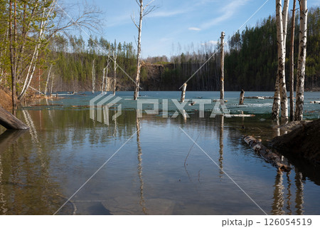 Flooded Forest with Birch Trees and Melting Ice on Lake in Spring Flooded Forest with Birch Trees and Melting Ice on Lake in Spring 126054519