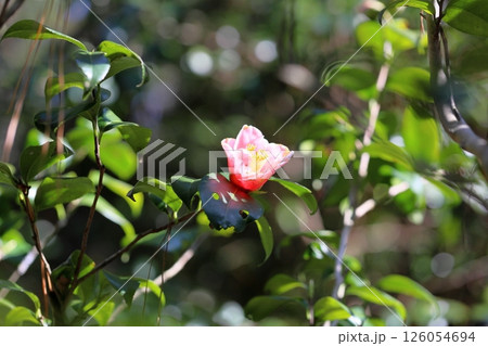 ツバキの花 覆輪秋の宮 ツバキの花 覆輪秋の宮 126054694