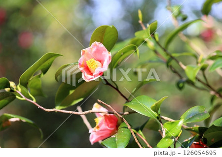 ツバキの花　覆輪秋の宮 126054695