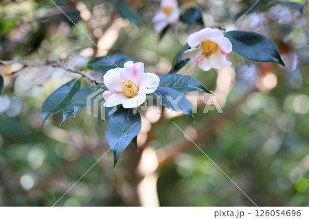 ツバキの花　昭和侘助 126054696
