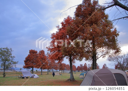 滋賀県琵琶湖の無料キャンプ場湖岸緑地のメタセコイア紅葉 126054851