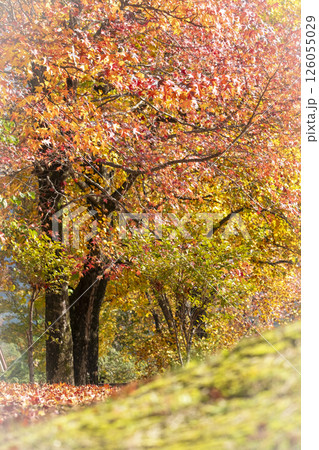 森の秋色イメージ（蒜山高原） 126055029