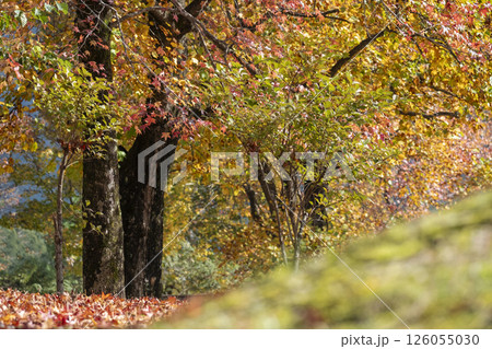 森の秋色イメージ(蒜山高原) 森の秋色イメージ(蒜山高原) 126055030