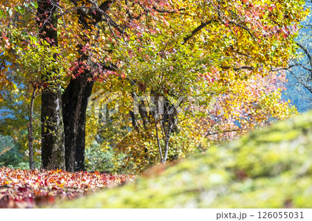森の秋色イメージ(蒜山高原) 森の秋色イメージ(蒜山高原) 126055031