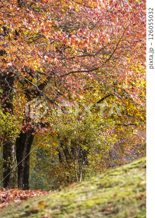 森の秋色イメージ（蒜山高原） 126055032