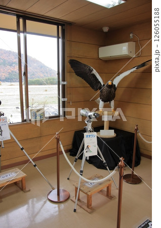 毎冬オオワシが飛来する滋賀県長浜市の湖北野鳥センター 毎冬オオワシが飛来する滋賀県長浜市の湖北野鳥センター 126055188