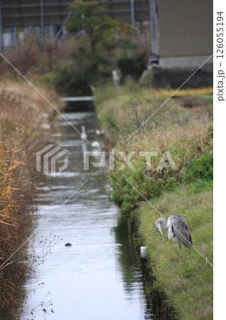 毎冬オオワシが飛来する滋賀県長浜市の湖北野鳥センター 126055194