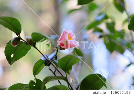 ツバキの花　覆輪秋の宮 126055198