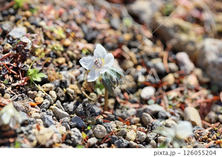 清楚　セツブンソウの花 126055204