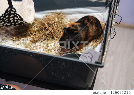 Cute guinea pig exploring its enclosure while a person watches on a sunny afternoon at home Cute guinea pig exploring its enclosure while a person watches on a sunny afternoon at home 126055210