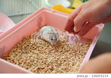 Small hamster exploring a pink enclosure filled with bedding while a persons hand reaches to interact 126055214