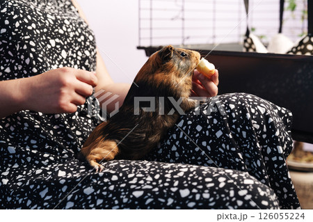 Guinea pig enjoys snack time with owner in cozy indoor space during afternoon relaxation 126055224