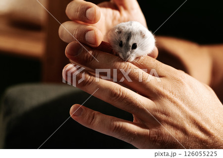Small white hamster exploring a hand in a cozy indoor setting during the evening hours 126055225