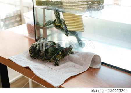 Turtles enjoying a sunny day by their aquarium with basking area on a wooden table 126055244