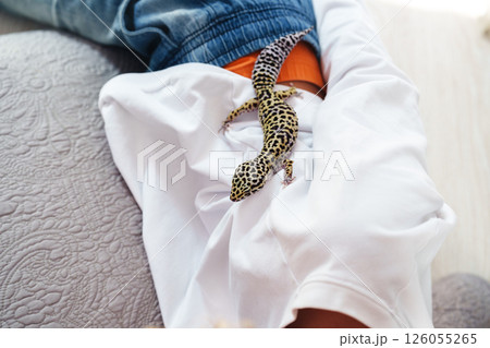 Leopard gecko exploring a child's clothing during a playful afternoon at home in a cozy living room setting 126055265