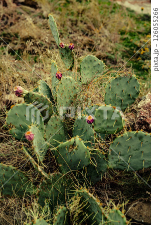 Prickly pear cactus blooming in arid landscape during golden hour, showcasing vibrant colors and unique textures Prickly pear cactus blooming in arid landscape during golden hour, showcasing vibrant colors and unique textures 126055266
