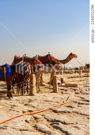Camels and horses rest in the desert heat at a stable near sandy dunes during midday 126055296