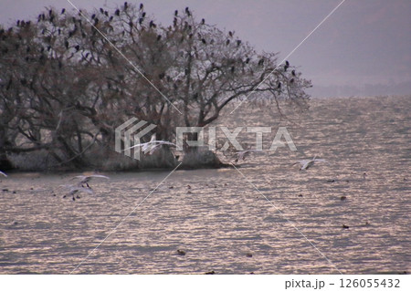 毎冬オオワシが飛来する滋賀県長浜市の湖北野鳥センター 126055432