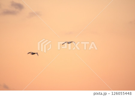 毎冬オオワシが飛来する滋賀県長浜市の湖北野鳥センター 126055448
