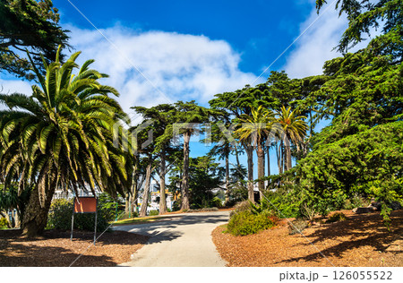 Scenic walkway in Alamo Square Park, San Francisco, surrounded by tall palm and Monterey cypress trees under a bright blue sky. Scenic walkway in Alamo Square Park, San Francisco, surrounded by tall palm and Monterey cypress trees under a bright blue sky. 126055522